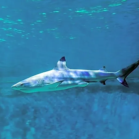 Tatil parkı Aquapark - Jedyne W Aquaparku *